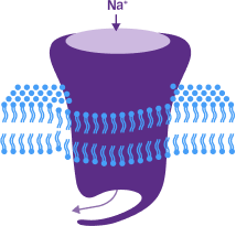 Sodium current